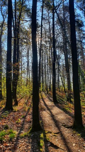 Trees in forest