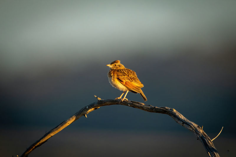 Rufous-naped lark in sunshine on curved branch