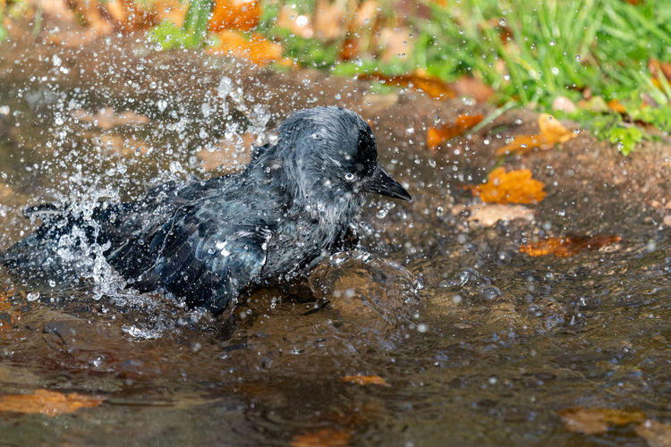 Portrait of a jackdaw washing in a pool of water.