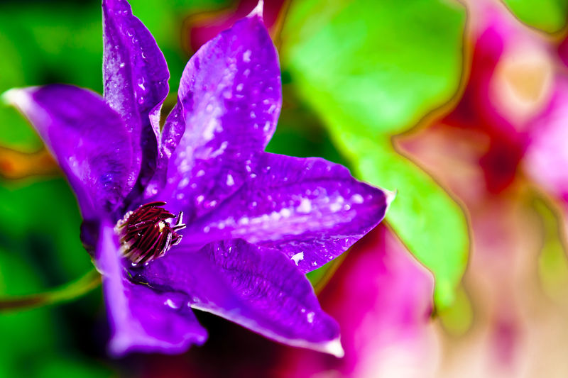 Close-up of wet purple flowering plant