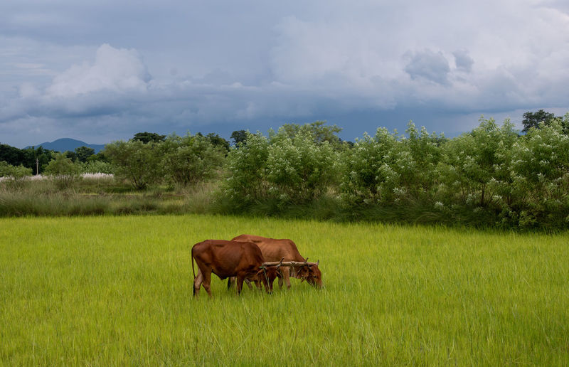 Two bullocks in agricultural field