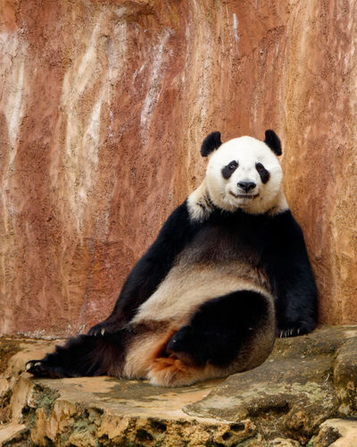 A giant panda, ailuropoda melanoleuca, is sitting and resting on the rock enjoying the afternoon.