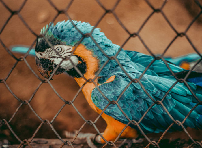 Close-up of chainlink fence in cage at zoo