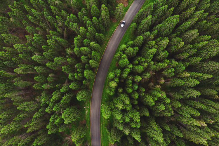 Aerial view of road amidst coniferous trees 