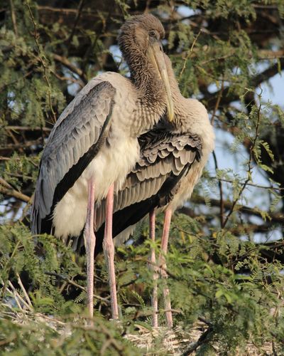Bird perching on a tree