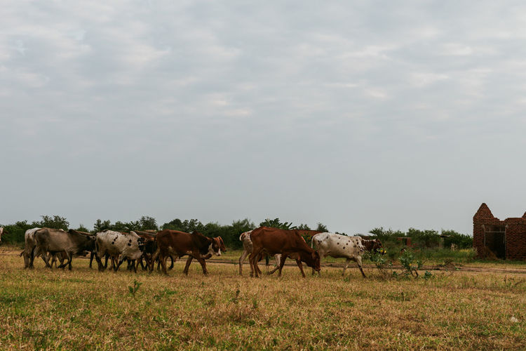Herd of cows in a field
