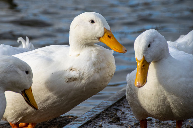 Heavy white pekin ducks, also known as aylesbury or long island ducks