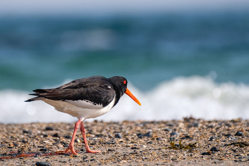 Close-up of bird perching on a beach