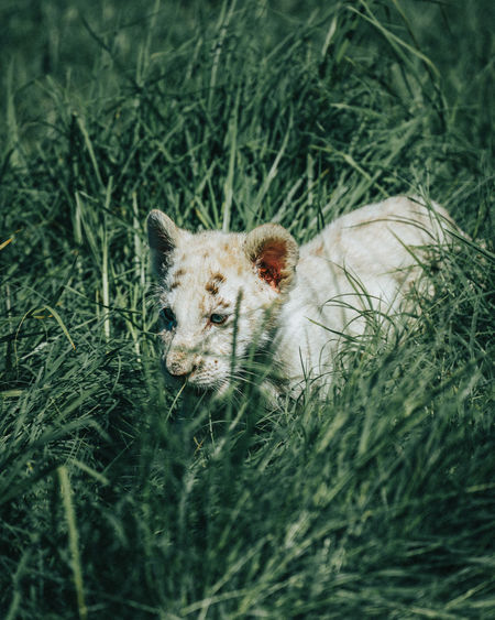 Lion cub in grass