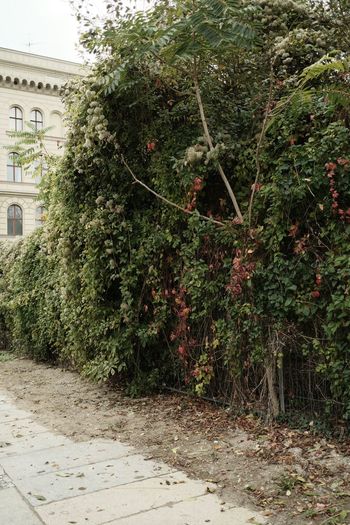 Trees and plants growing outside house
