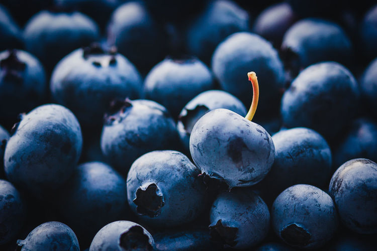 Harvested blueberries, fruit background with lights and shadows