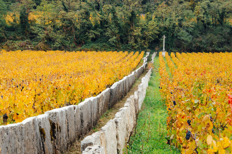 View of vineyards during autumn. calvary in vineyards during autumn 