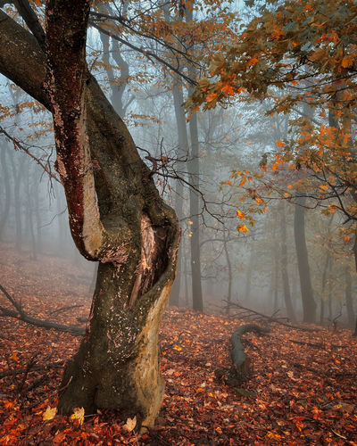 tree