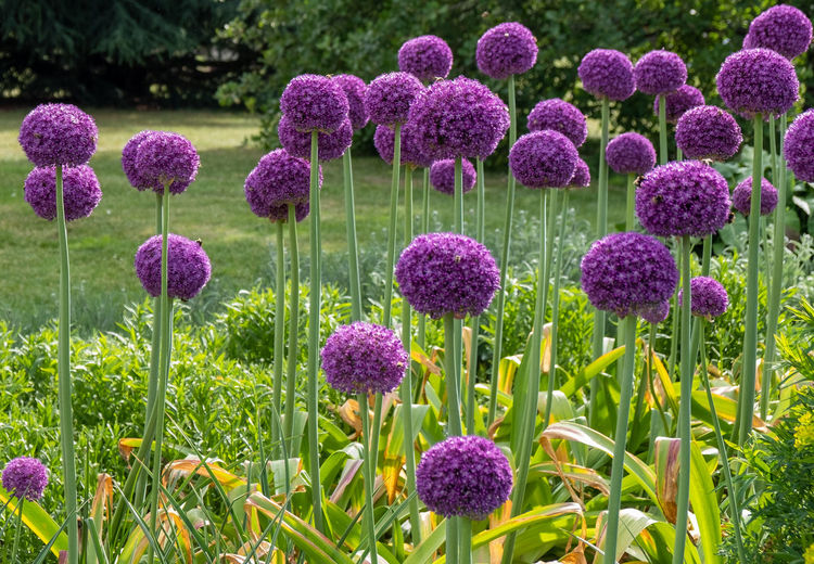 Close-up of fresh purple flowers in garden