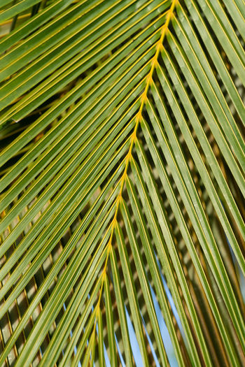 Close-up of palm leaves