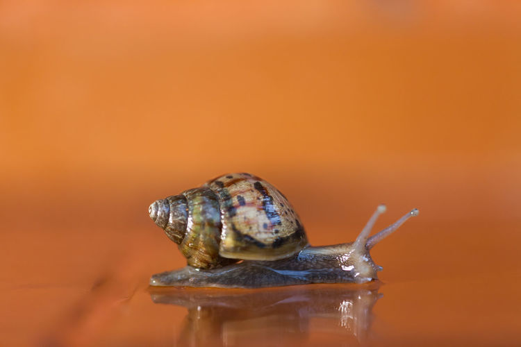 Close-up of a turtle