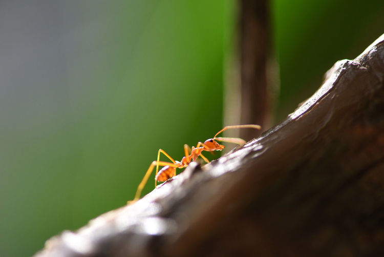 Close-up of ant on tree trunk