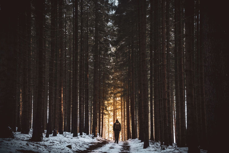 Rear view of person standing on snow covered land in the forest