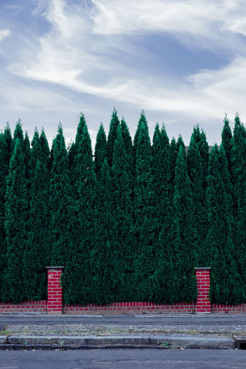 Trees against sky