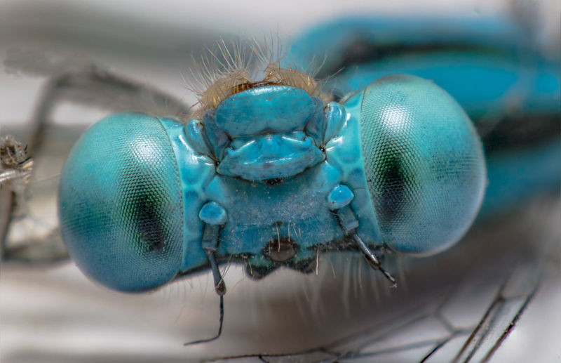 Close-up of damselfly on surface