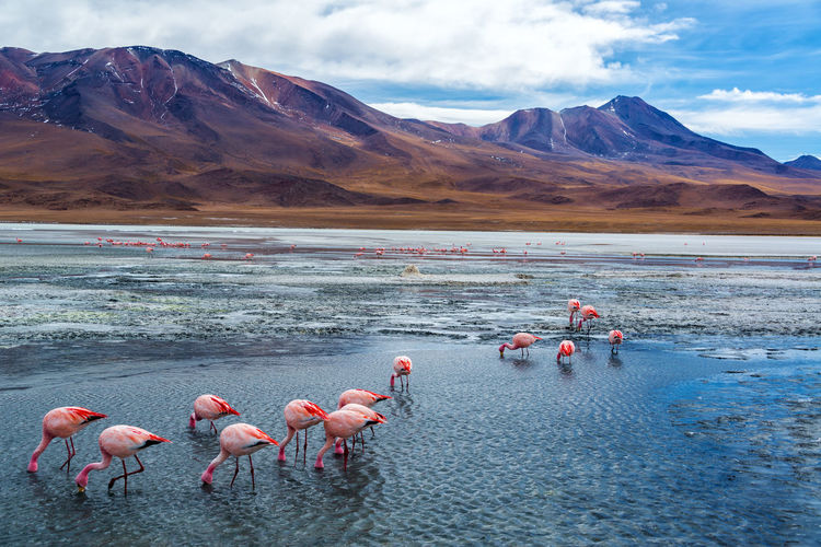 Flamingos in lake hedionda against mountains