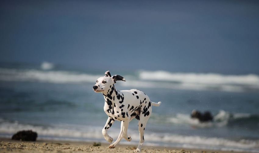 Dalmatian dog running on shore at beach