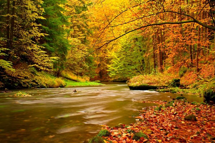 View into autumn mountain river with blurred waves,, fresh leaves from maples, beeches or aspen tree