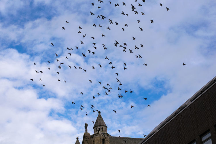 Flock of birds flying over church against sky