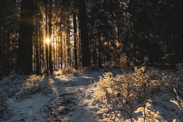 Sunlight streaming through trees in forest during winter