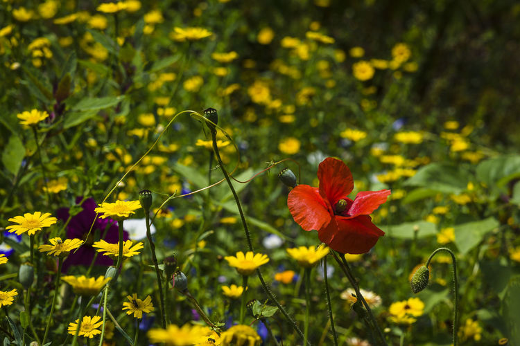 Close-up of red flowering plant on field