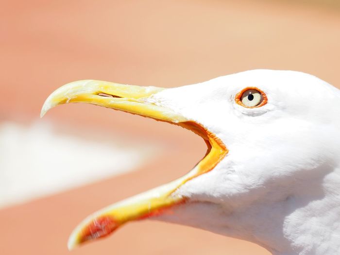 Close-up of seagull squawking outdoors