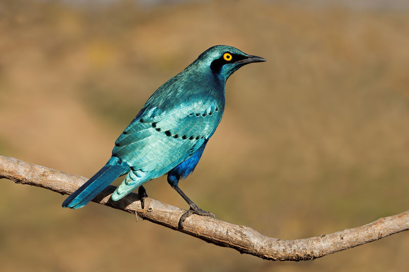 A greater blue-eared starling - lamprotornis chalybaeus , kruger national park, south africa