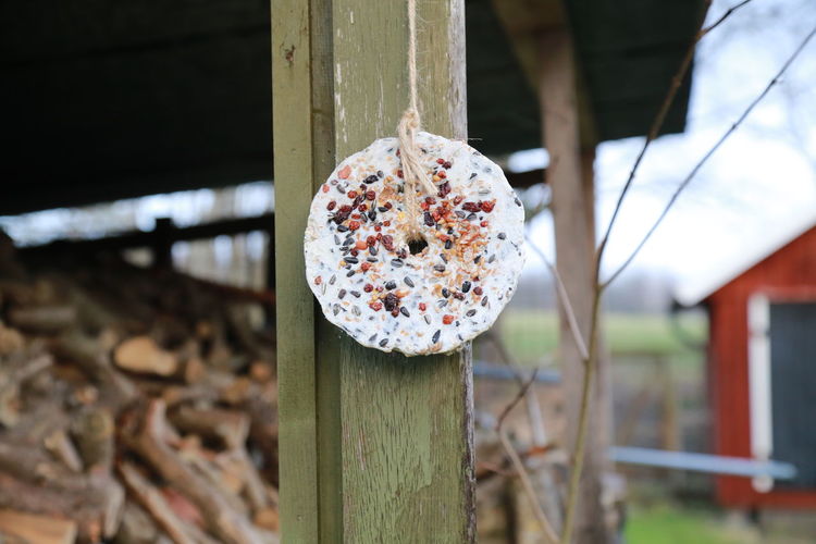 Close-up of bird food hanging on wood