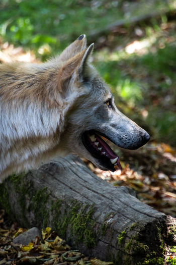 Close-up of a wolf with open mouth