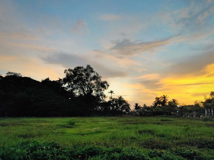 Trees on field against sky during sunset