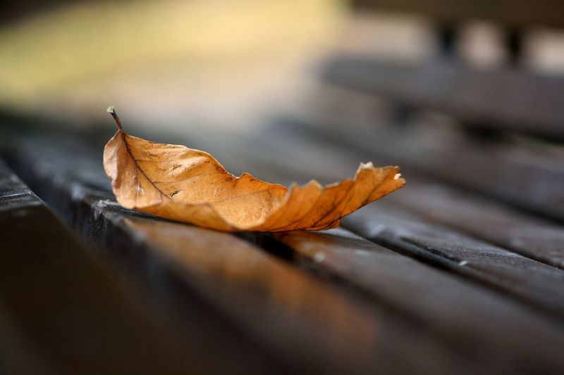 Close-up of dry maple leaf on wood