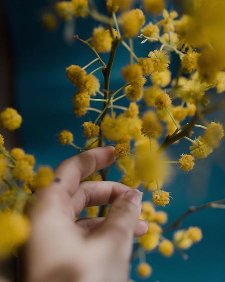 Close-up of hand holding yellow flowers