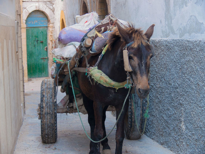 Donkey with luggage on cart amidst walls