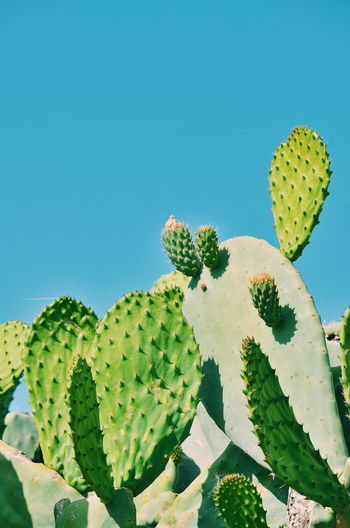 Close-up of prickly pear cactus against clear blue sky