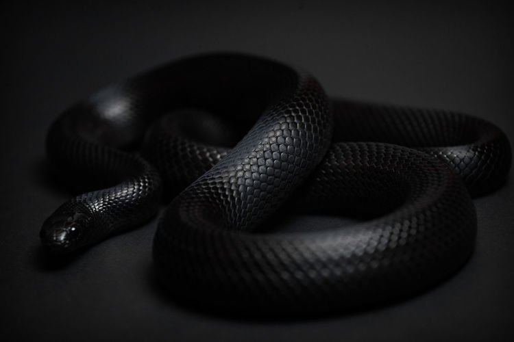 Mexican black kingsnake curled up on a black background