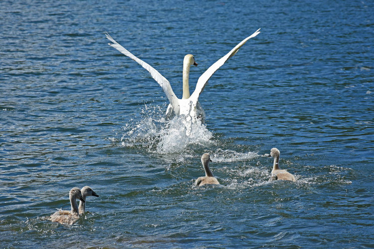 High angle view of white swans and cygnets swimming in lake