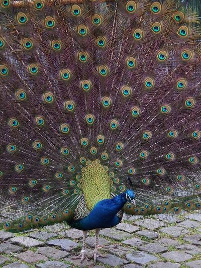 Peacock with fanned out feathers at luisenpark