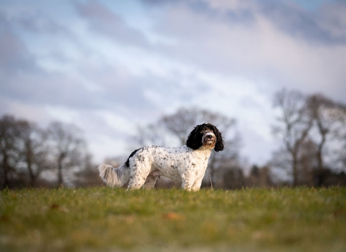 Portrait of dog sitting on field