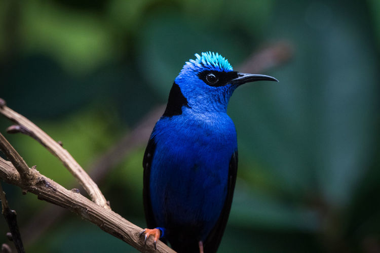 Close-up of bird perching on branch