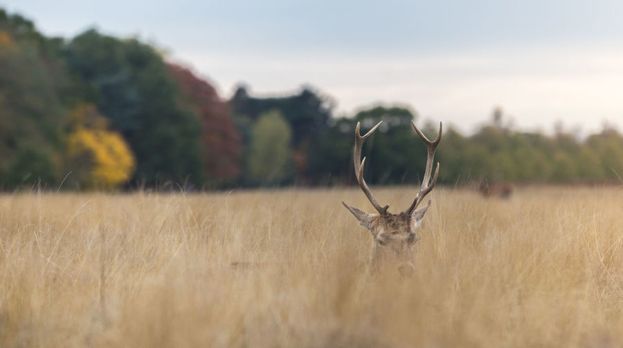 Deer amidst plants