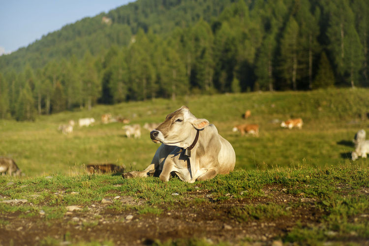 Cow relaxing on field against trees