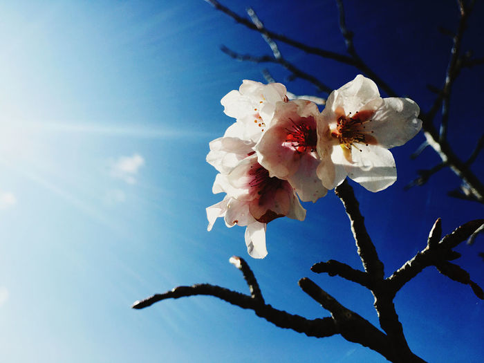Low angle view of cherry blossom against sky