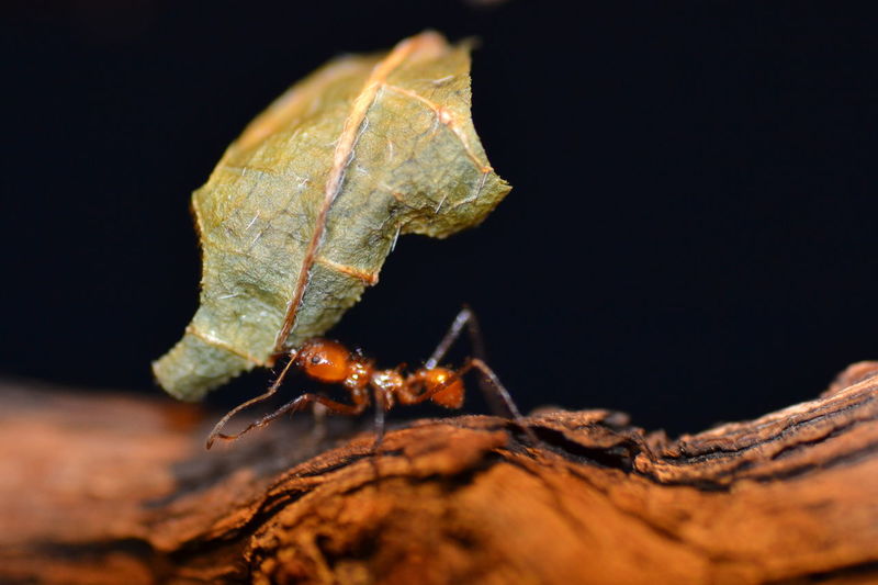 Close-up of ant carrying leaf on wood