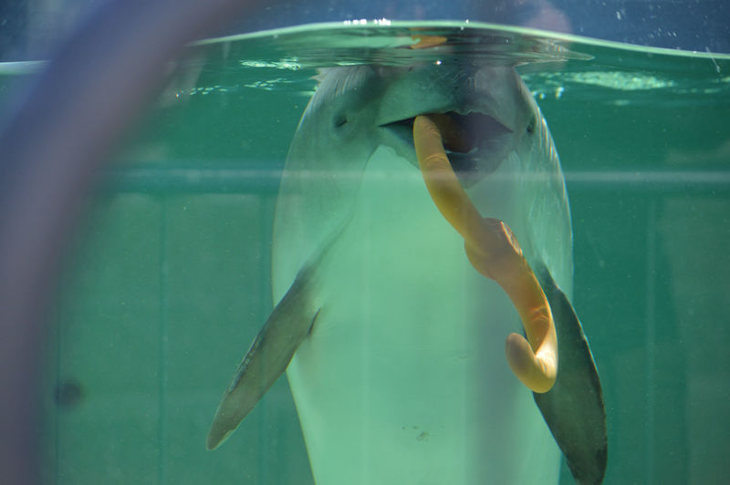 Close-up of dolphin swimming in aquarium