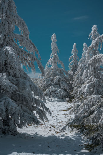 Snow covered forest against blue sky